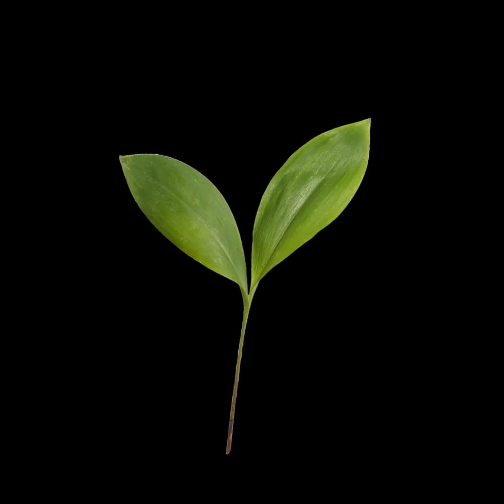 Conservation & Sustainability